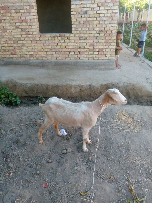 Paroda ona echki sotiladi