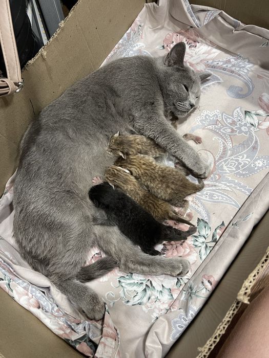 Отдам котят в добрые руки