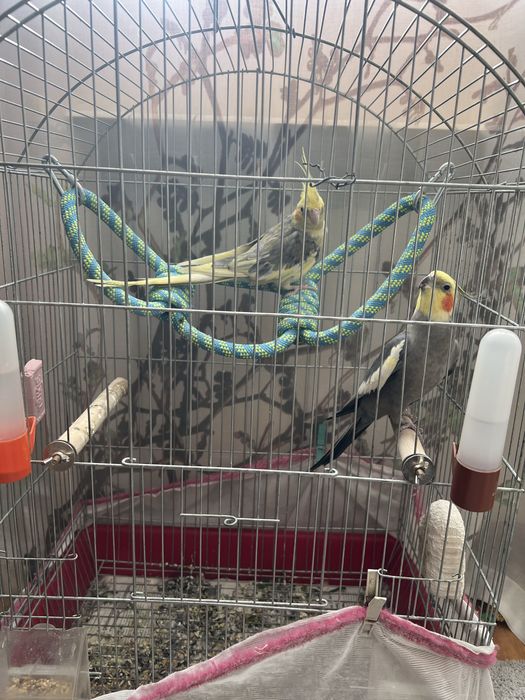 Продавам 2 папагалчета корела