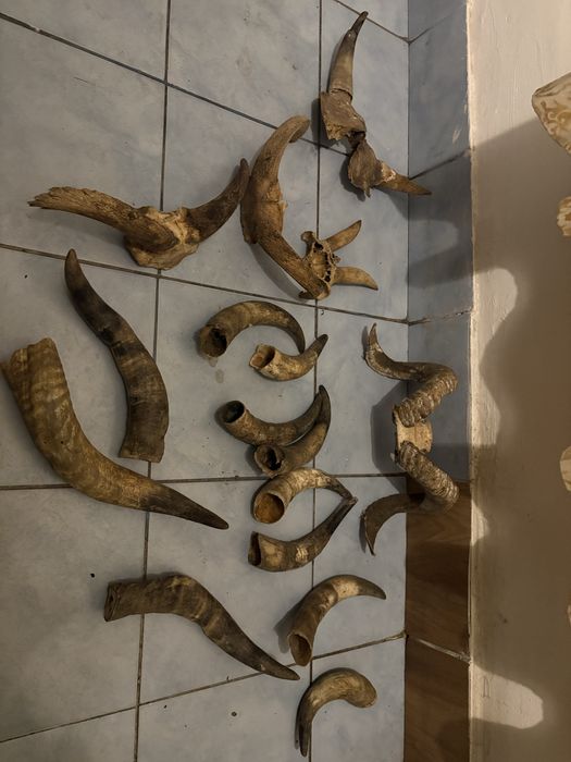 Vand coarne decorstive mostenite bunici pt traditii sau alte spectacol