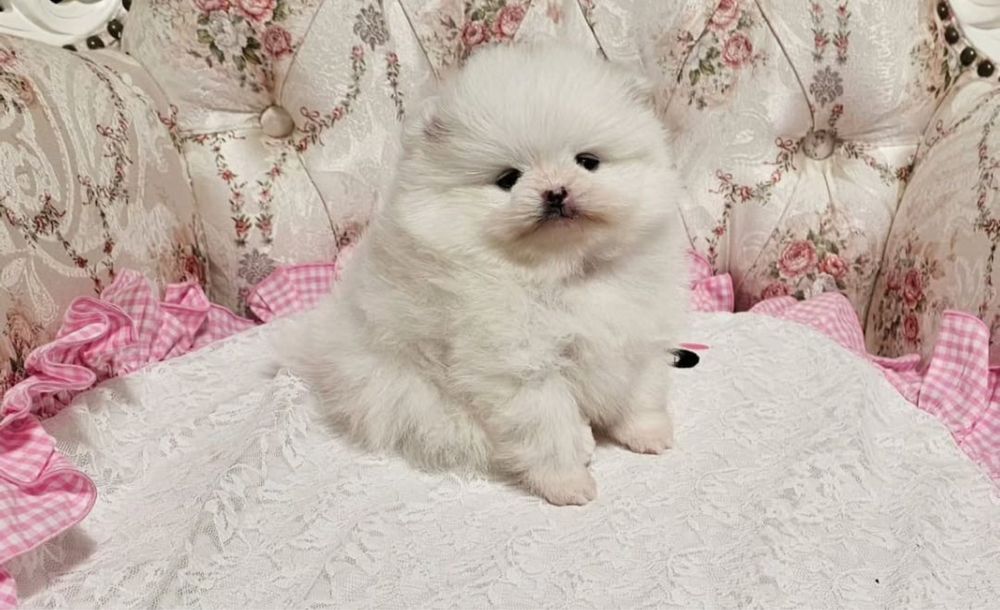 Померанский шпиц белые щенки