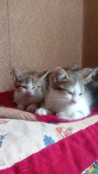 Отдам котят  в добрые руки