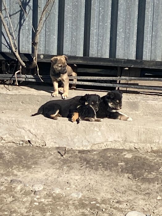 Собака дворняга 2 месяца