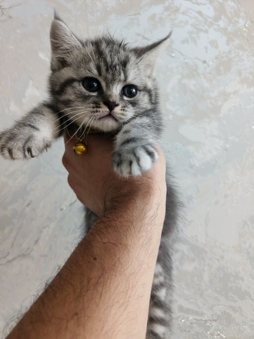 Mushuk sotiladi Mramrniy shinshila