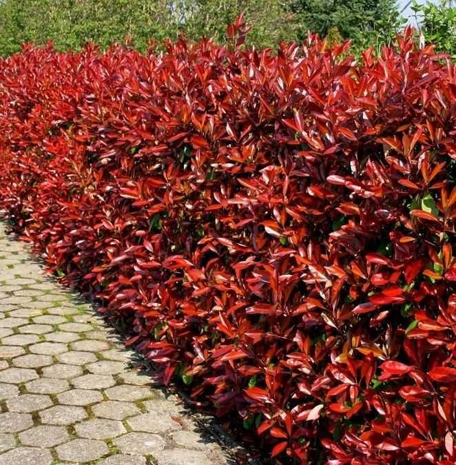 Plante ornamentale de gradina -iasomie,lonicera,iedera 50+25 gratis