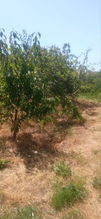 Yer uchastkasi sotiladi