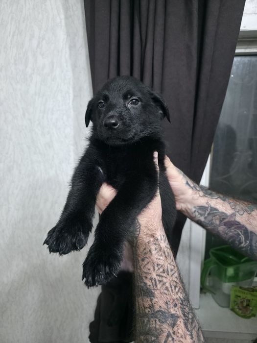 Продаются щенки метисы