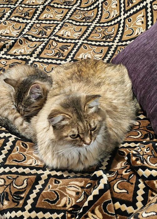 Отдам котенка 2 месяца в хорошие руки