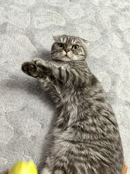 Отдам кота британец