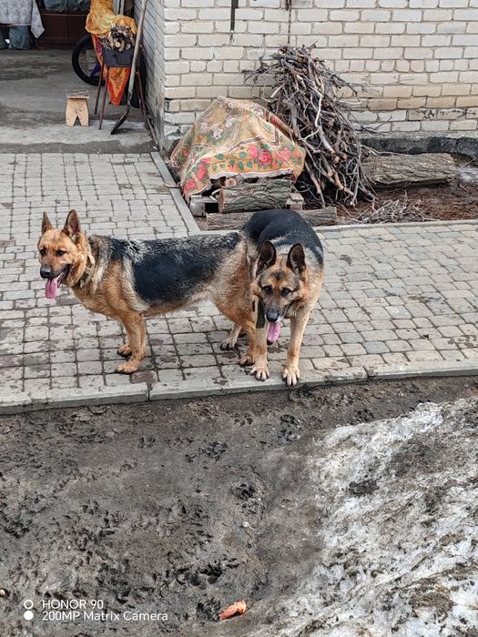 Продам щенков немецкой овчарки