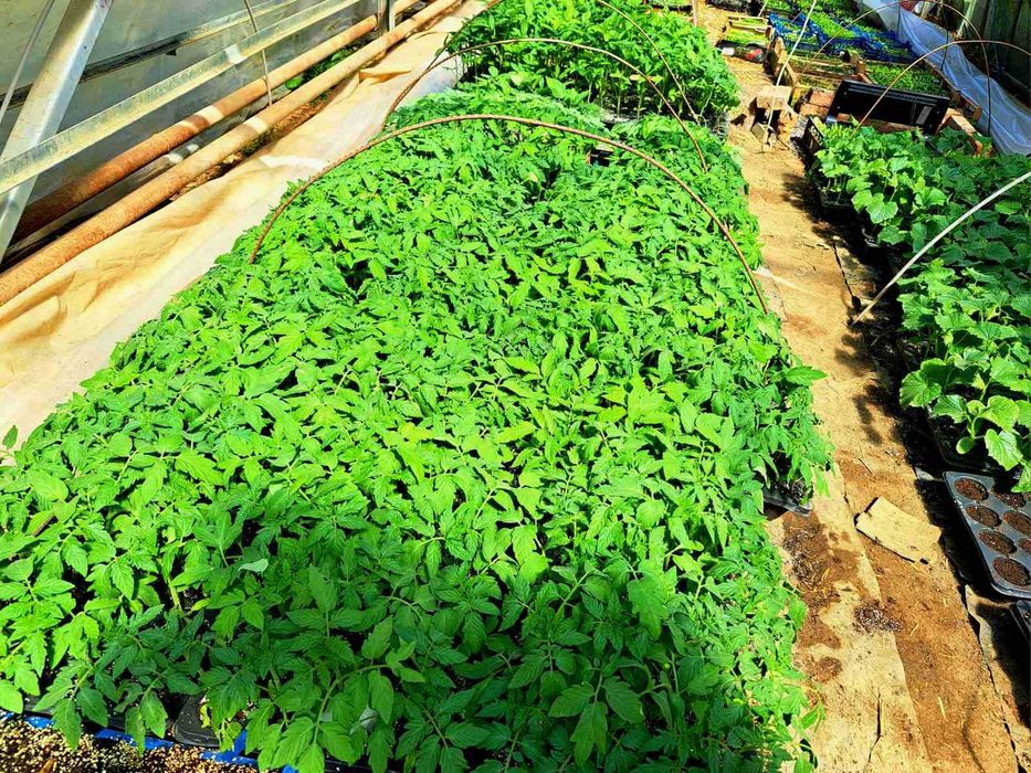 Продава се Заведение в Димитровград - 900 кв.м за 50 €/кв.м - Снимка #2