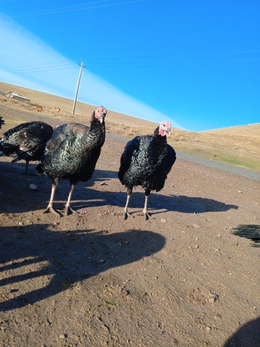 Ундіктер сатылады