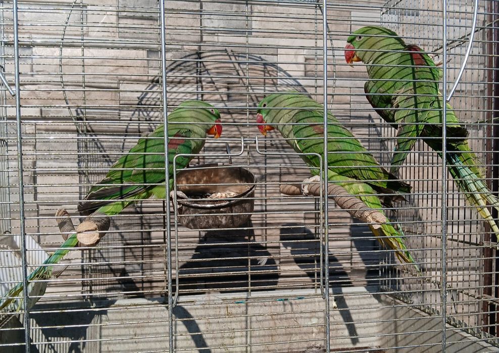 Papagali Alexandru, Baraband, Rozella, Lori