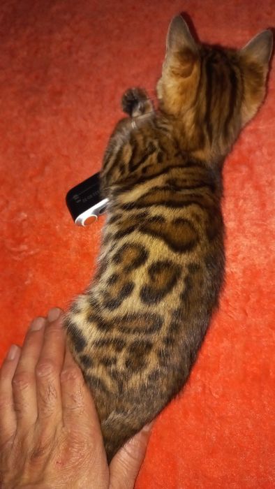 Бенгальские чистокровные!