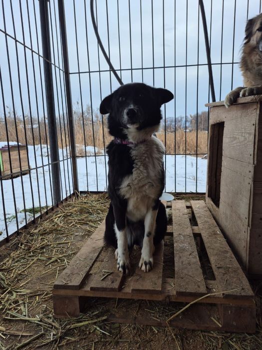 Щенок-подросток девочка