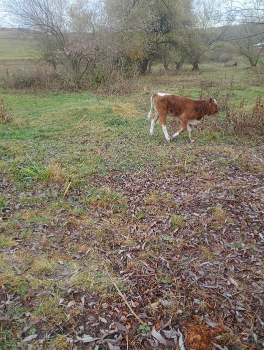 Vițeaua de vânzare