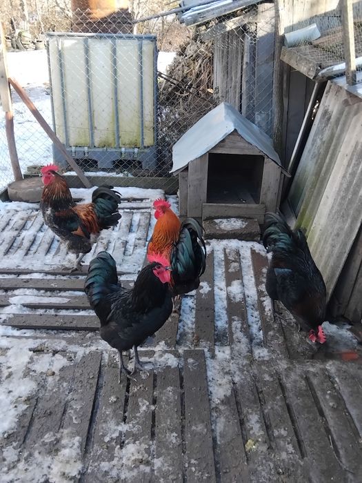 Vând cocosi de rasa!