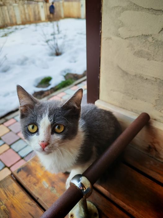 Отдам котят в хорошие руки