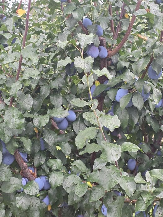 Prune de masă de vânzare EN-GROS