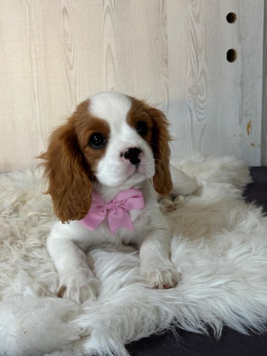 Vând cățelușă Cavalier King Charles spaniel