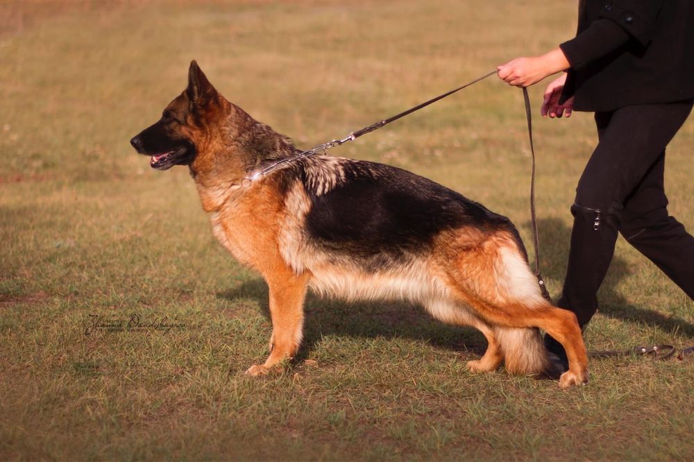 Дрессировка собак, кинолог