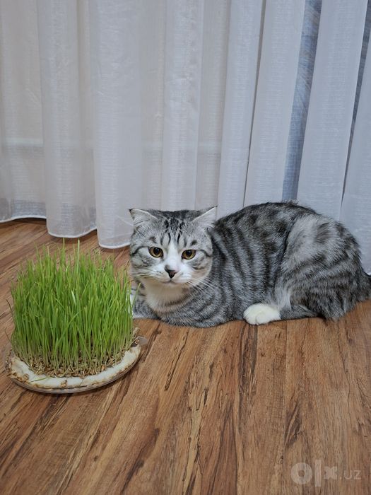 Бесплатно в хорошие руки