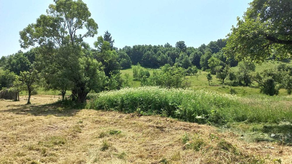 Casă din cărămidă + 3,6 ha pădure – teren 8.123 mp Hațeg