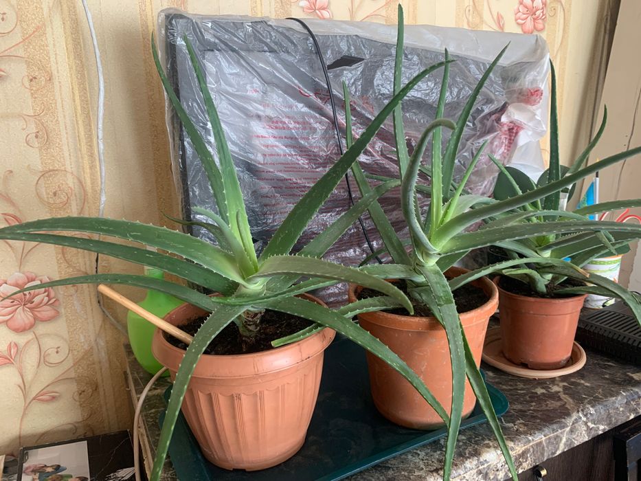 Растения алое вера алоэ