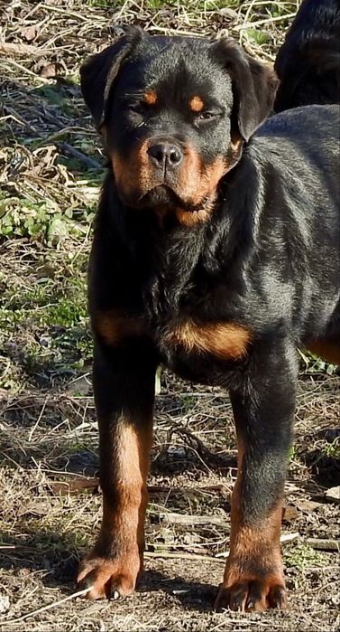 De vanzare pui Rottweiler femela