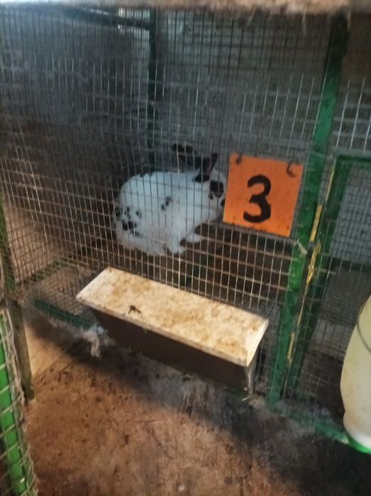 Продавам зайци намират се в Враца