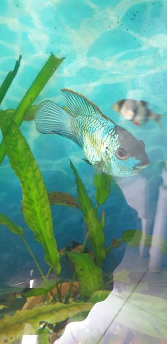 Нанакара неон блю