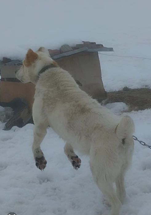 Продам щенков Тобета