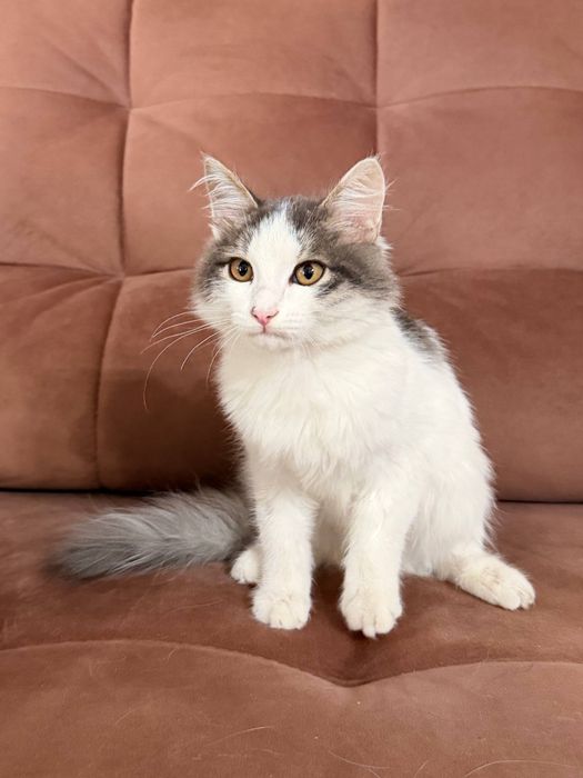 Котёнок срочно ищет дом