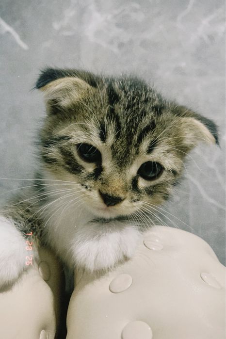 Продается котёнок мальчик,