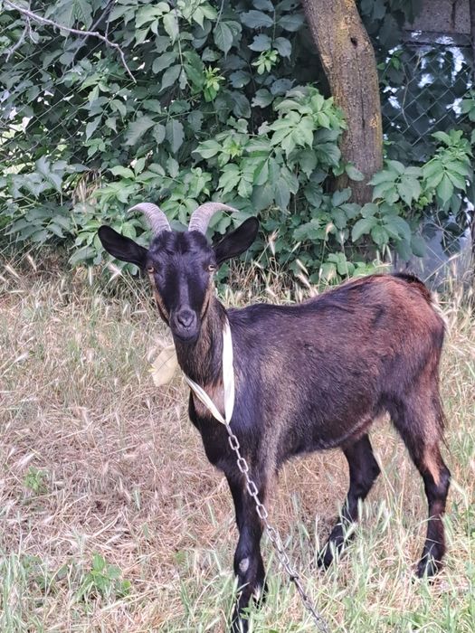Vad iada de un an+ capra de raaa batrana de traiere nu mai este marluta de 2ani si numai da lapte