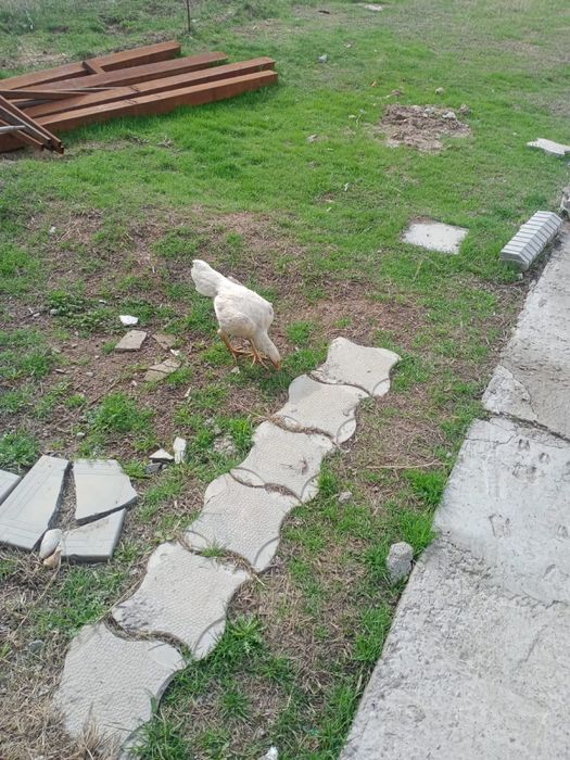 продам белый дакан