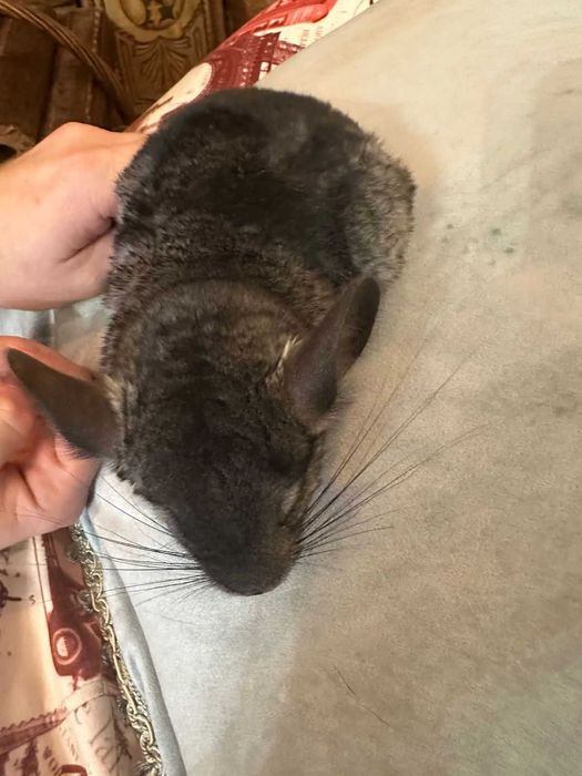 Продам шиншиллу мальчик 2,5 месяца