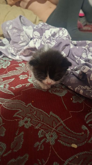 Срочно отдам котят