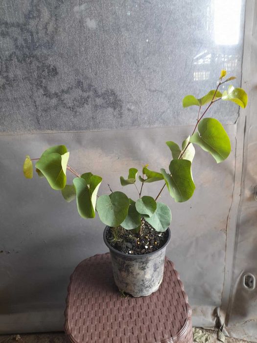 Див рожков (Cercis siliquastrum)  Дърво на Юда