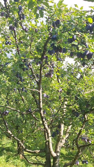 Prune stanley de vanzare