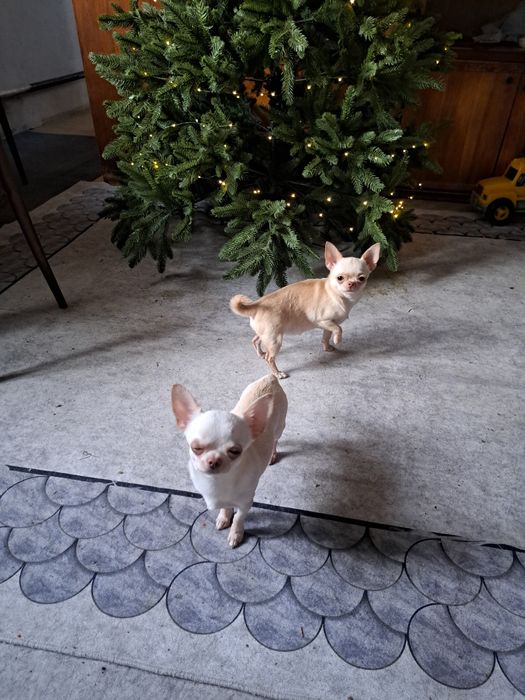 Вязка мини Чихуахуа