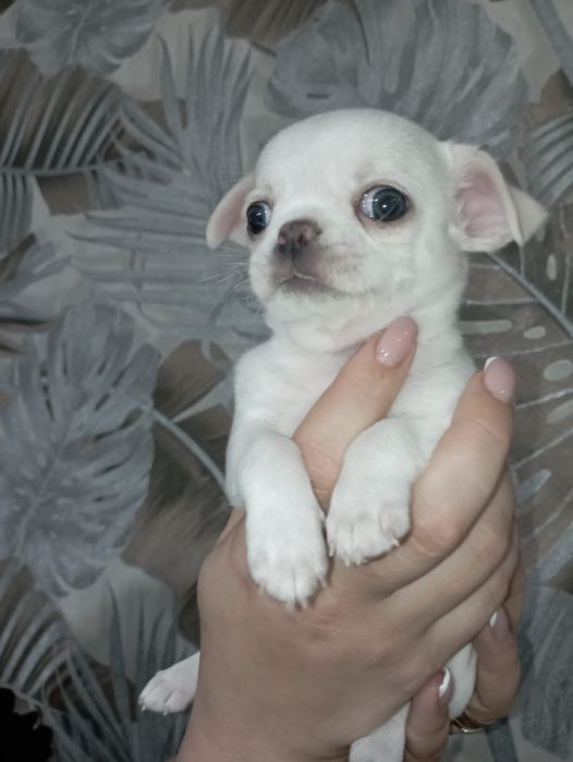 Мальчик чихуа с документами