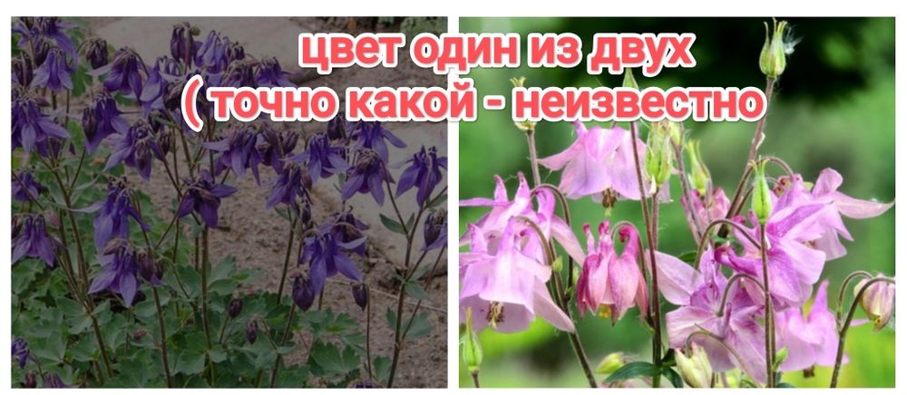 Многолетние цветы Кжби