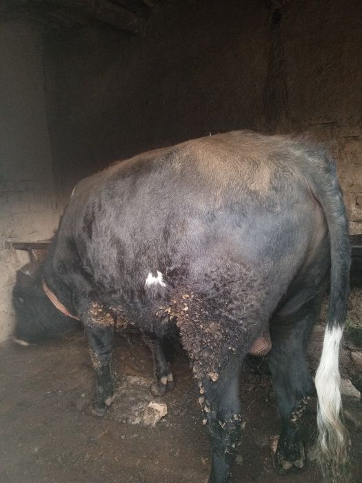 Katta navos sotiladi