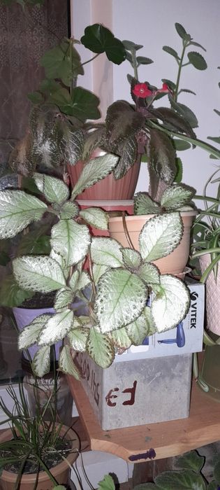 Комнатые цветочки