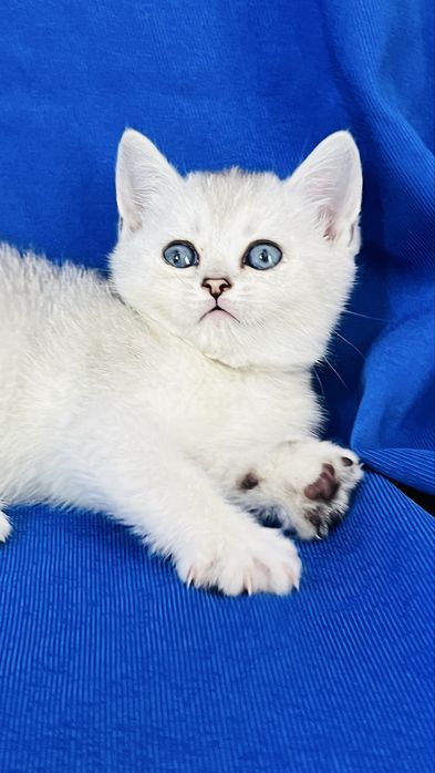 Чистокровные британские серебристые шиншиллы