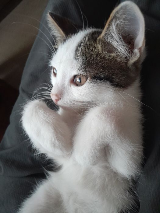 Котенок ищет добрые руки