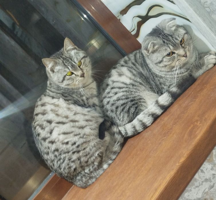 Skotish strayt skotish fold tabby shinshilla o'g'il bola mushukchalar