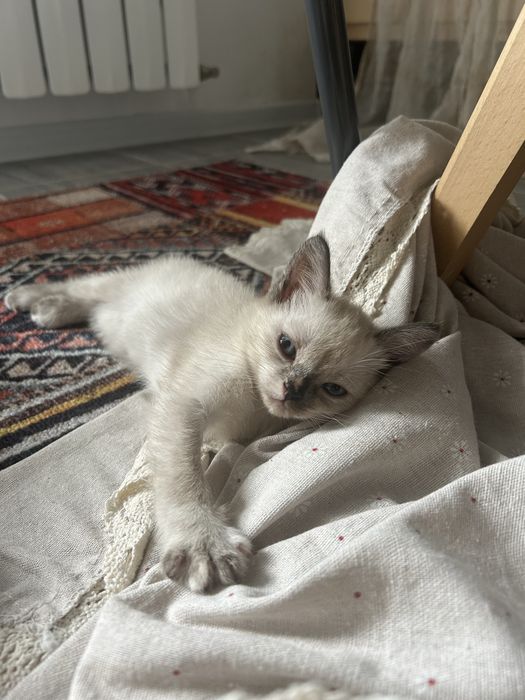 Отдам кошку в добрые руки