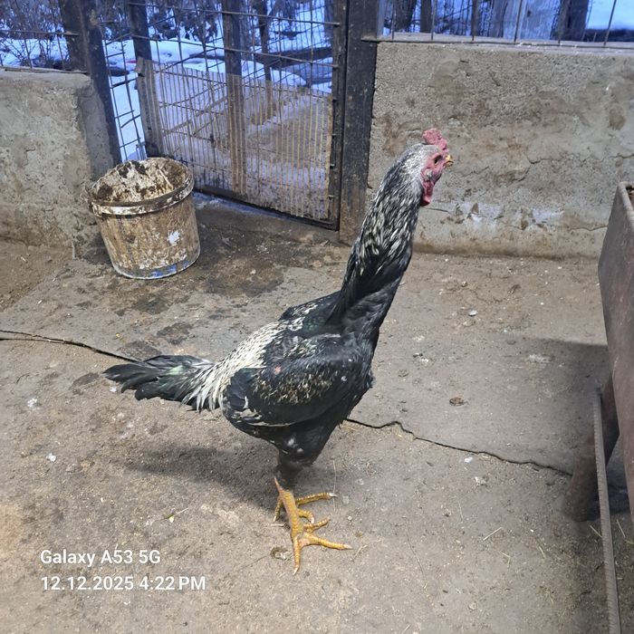 Продам молодого дакана